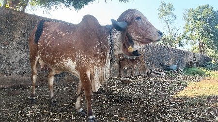ગાય વેચવાની છે