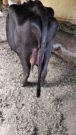 ભેંસ વેચવાની છે