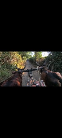 જામવા ગોઢલા વેચવાના છે