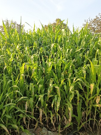 ચારા ની લીલી મકાઈ વેચવાની છે