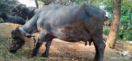 थंबनेल 3