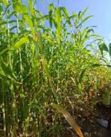 લીલી જુવારનો છારો