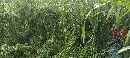 બાજરા નો સારો