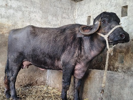 थंबनेल 3