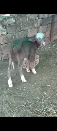 4vetar ni bhes vechva ni che