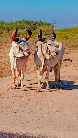 थंबनेल 3