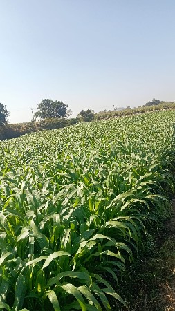 આ મકાઈ વેચવાની છે ,