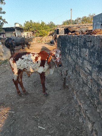 थंबनेल 2