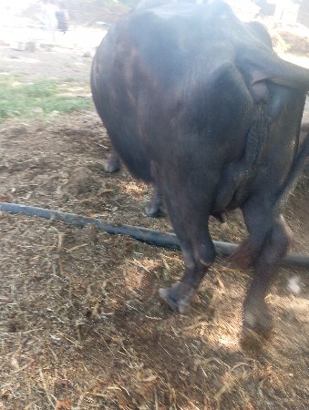 थंबनेल 2