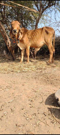 थंबनेल 2