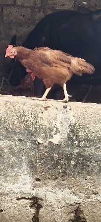 10 મુર્ગી ને 2 મૂર્ગા દેવાનાસે