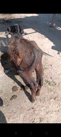 પાડો વેચવાનો છે