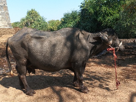 ભેસ વેચવાની છે