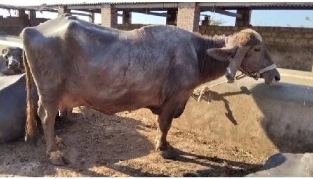 ત્રણ ભેસો  વેચવાની સે