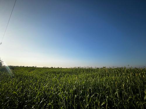 લીલો ચારો વેચવાનો છે (લીલી જુવાર વેચવાની છે )