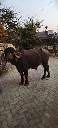 थंबनेल 2