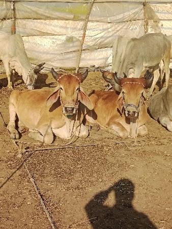 ગોઢલા વેચવાના છે