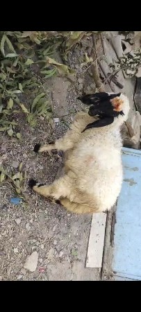 थंबनेल 3