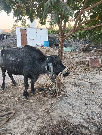 પરમાર મહાવીરસિંહ