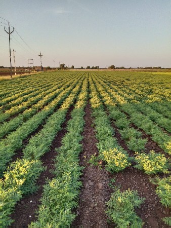 જુની શરતની જમીન વેચવાની છે