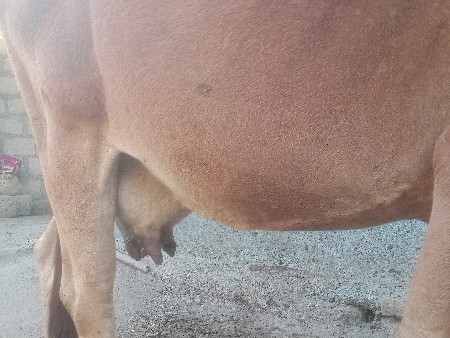 વેચવાની