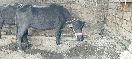 थंबनेल 3