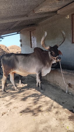 બળદ વેચવાનો છે