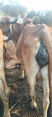 थंबनेल 3