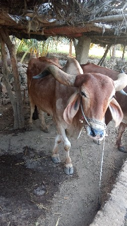 દેશી બળદ છે