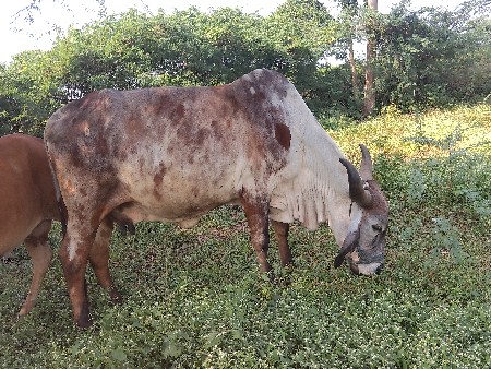 थंबनेल 2