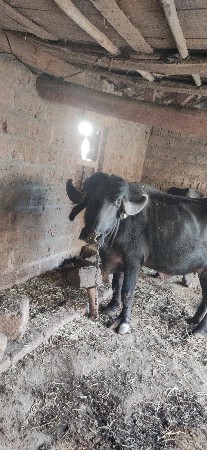 પેલું વેતર ખડેલી વેચવાની છે