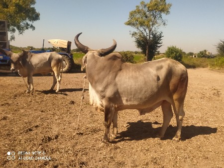 ગોધલા વેશવા ના શે