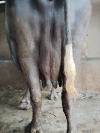 ભેંસ વેચવાની છે