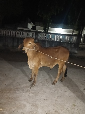 આવો ઘોધલો લેવા નો છે