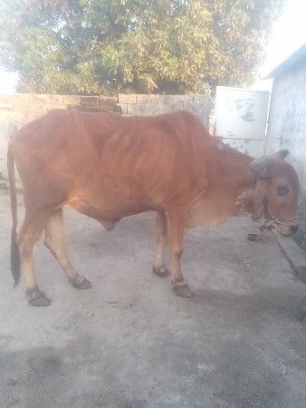 બળદ વેચવાનો છે