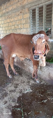 थंबनेल 3