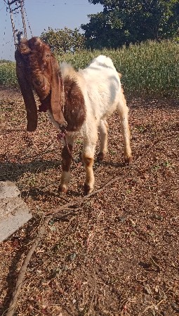 આ બકરો વેચવાનો છે
