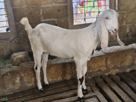 બકરી સોજત