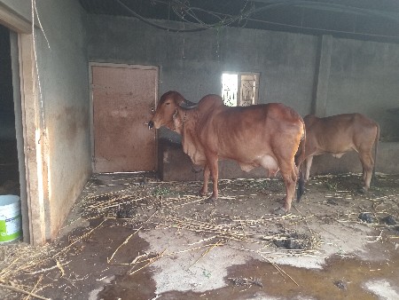 ગીર ગાય વેસવાની સે