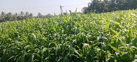 મકાય નો લીલો ચારો વેચવાનો છે