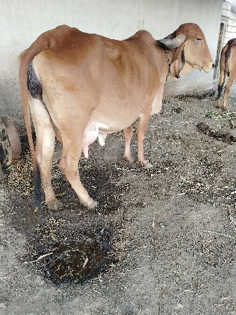 ગાય વેચવા ની છે