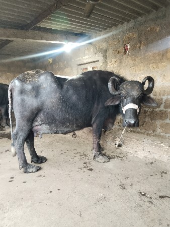 थंबनेल 2