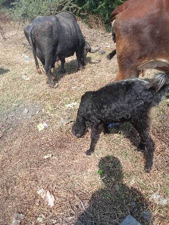 थंबनेल 2