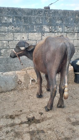 थंबनेल 2