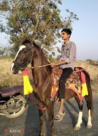 ઘોડો વેસવા નો છે