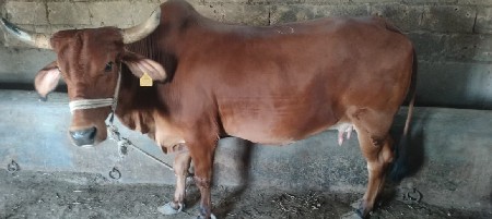 ગાય વેચવાની છે