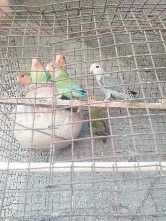 Love bird na sata karvana che