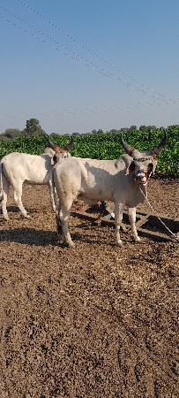 थंबनेल 2