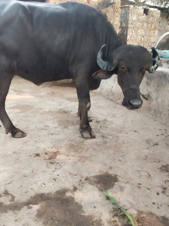 थंबनेल 2