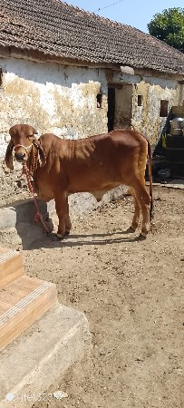 થંબનેલ 3